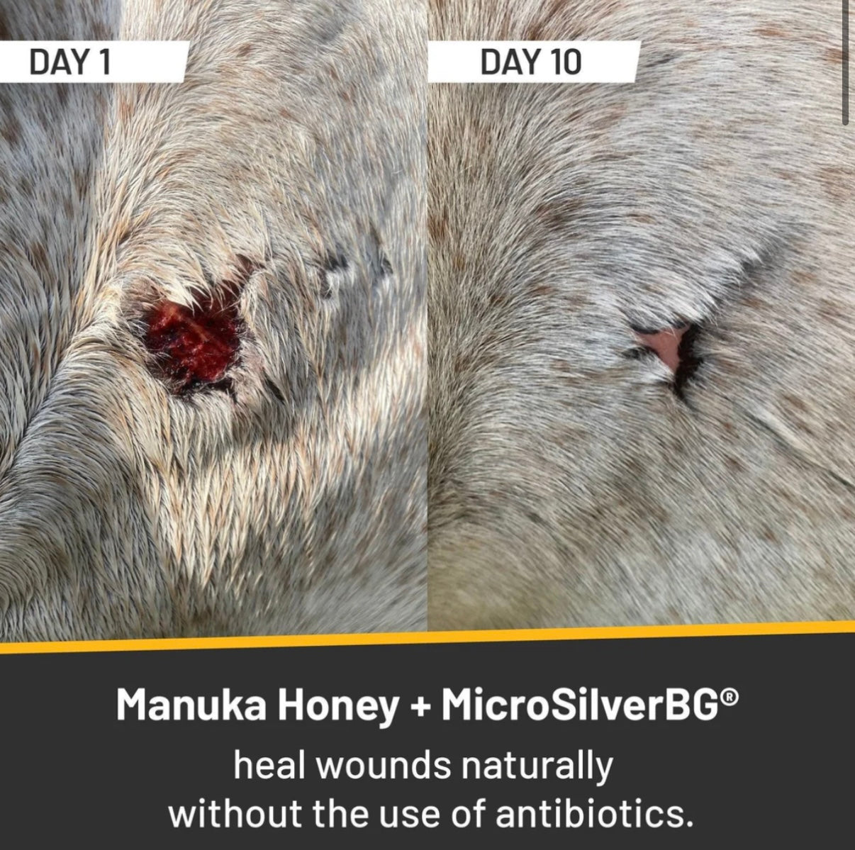 Silver Honey Rapid Wound Repair